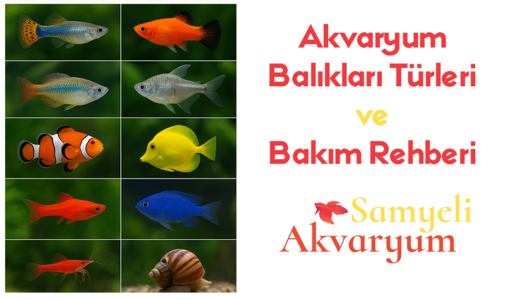 Akvaryum Balıkları Türleri ve Bakım Rehberi