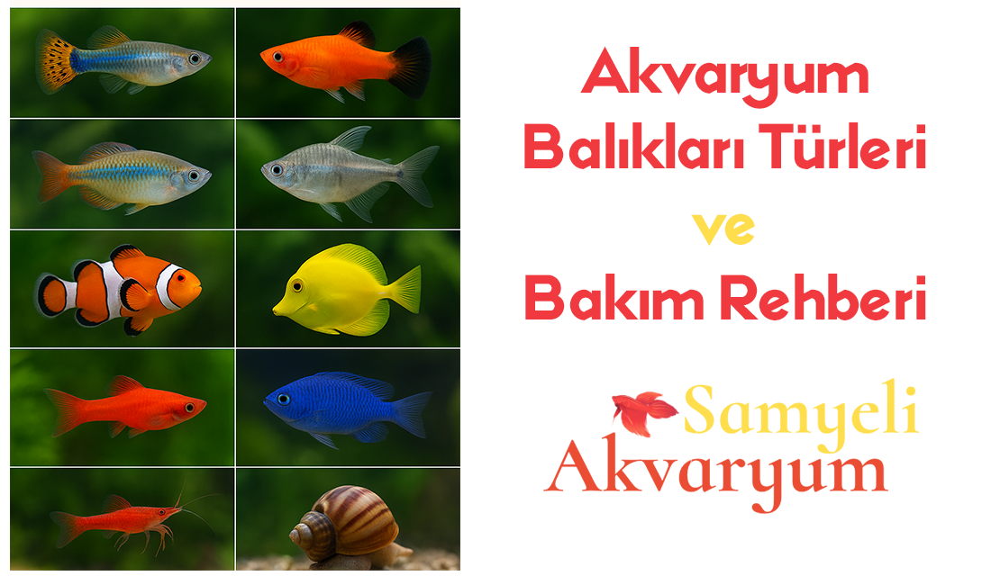 Akvaryum Balıkları Türleri ve Bakım Rehberi